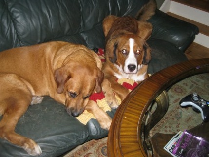 Boomer and Cookie on the Couch